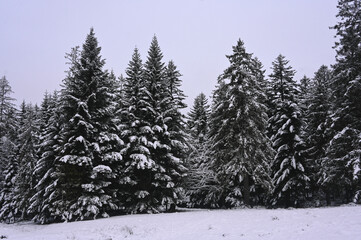 Fototapeta premium Snowy Trees - Winter Forest - Snow on Tree - Frozen Wonderland in Zakopane, Tatra Mountains National Park, Poland. Pine trees for a wintry Alpine Environment