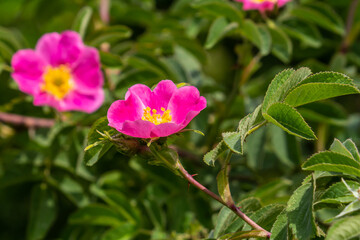 Dog rose, Rosa canina, is an important medicinal plant with pink or white flowers and is used in medicine. It is a wild rose and has red rosehip fruits in the fall