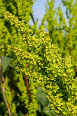 Part of a sorrel bush Rumex confertus growing in the wild with dry seeds on the stem