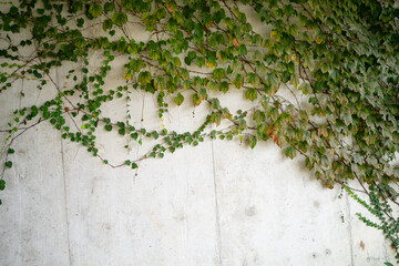A wall covered in green vines. The vines are growing up the wall and are covering the entire surface
