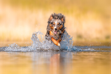 Dog, Lucky Australian Shepherd running in the Wate