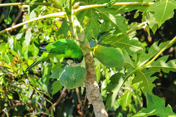 Ouvea parakeet eating papaya on Ouvea Island, Loyalty Islands, New Caledonia