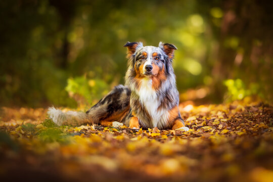Dog, Lucky Australian Shepherd sitting in the forest