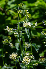 Vincetoxicum hirundinaria. Close up of white swallow wort.Vincetoxicum in the family Apocynaceae