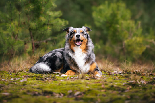 Dog, Lucky Australian Shepherd sitting in the forest