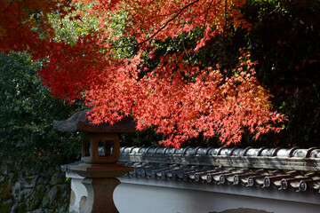 比叡山里坊　慈眼堂参道の紅葉　滋賀県大津市坂本