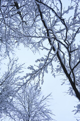 Fototapeta premium Snowy Trees - Winter Forest - Snow on Tree - Frozen Wonderland in Zakopane, Tatra Mountains National Park, Poland. Pine trees for a wintry Alpine Environment