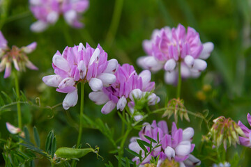 the flowers of Securigera varia - crownvetch, purple crown vetch