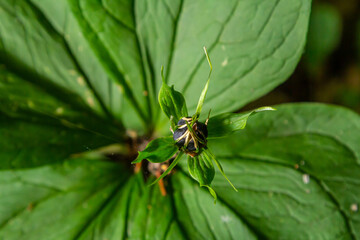 Very poisonous plant Raven's eye four-leaf Paris quadrifolia also known, berry or True Lovers Knot growing in the wild in a forest