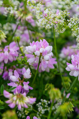 the flowers of Securigera varia - crownvetch, purple crown vetch