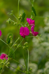Vicia sativa flowers are blooming in the field