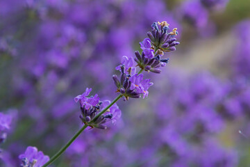 Lavandula angustifolia bunch of flowers in bloom, purple scented flowering bouquet of smelling...