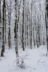 Temperate, deciduous forest with snow covered hornbeam Carpinus betulus trees