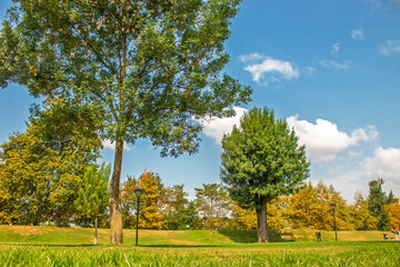 Obraz premium Tall trees and a serene landscape in Sakarya City Park during a summer day.