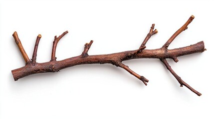 "A horizontal arrangement of dry twigs, symbolizing rustic charm, natural simplicity, and organic textures. High Quality