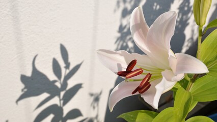 Lilie-1 © Heino Flathmann