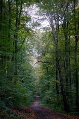 Obraz premium Allee im Herbst