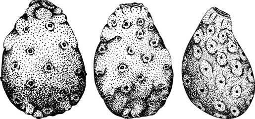 Hand drawn, engraving, vector Opuntia fruit, prickly pear cactus, Indian figs, Edible cactus © Elena Mykhailenko