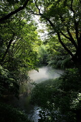 Obraz premium Crystal-clear water cascades over moss-covered rocks, creating a serene waterfall in a lush, green forest