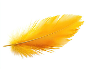 Vibrant yellow feather on a white isolated background. © Oranuch