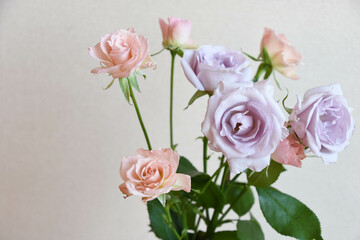 ピンクと紫のばら