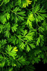 Fototapeta premium A close up of a plant with green leaves