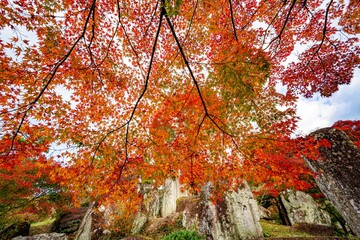 渓石園の紅葉