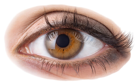 Human eyeball. isolated on a transparent background, PNG."