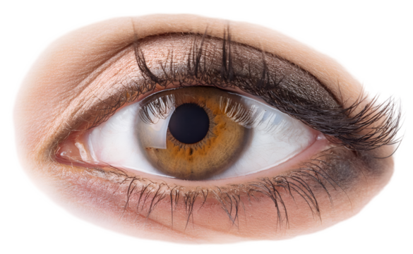 Human eyeball. isolated on a transparent background, PNG."
