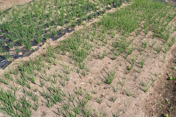 close up view of  leeks  cultivation in home garden.