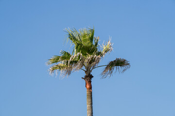 青空に映えるヤシの木