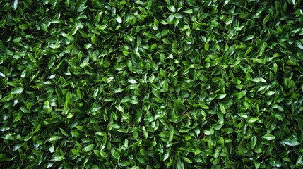 Vibrant close-up of lush green grass showcasing rich textures and natural beauty in a serene outdoor environment