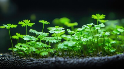 Lush green plants thriving against a dark background creating a serene and tranquil atmosphere for nature-themed compositions
