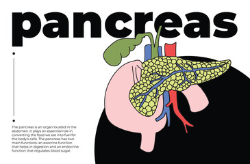 Human pancreas illustration with text, anatomical diagram of pancreas for medical education, ccience projects, cognitive studies, infographic design, and health awareness, minimalist artwork
