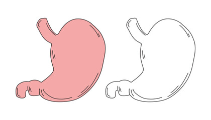 Anatomical Stomach Illustration in Color and Outline Style, Medical and Educational Drawing of Human Stomach for Science Projects, Health Awareness, Anatomy Studies, and Biological Infographic Design