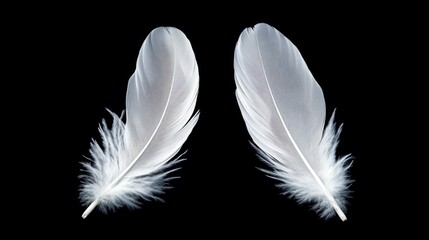 Obraz premium Two delicate white feathers isolated on a dark background creating a serene and peaceful atmosphere for creative designs.