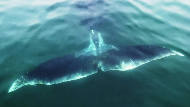 Closeup giant bowhead whale spotted tail swimming in calm blue ocean water, Aerial view of bowhead whale spouting. Whale watching of migrate Baleen whales in Shantar islands. Wildlife marine mammals