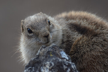Ground squirrel (Marmotini) in Fuerteventura, Spain