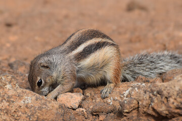 Ground squirrel (Marmotini) in Fuerteventura, Spain