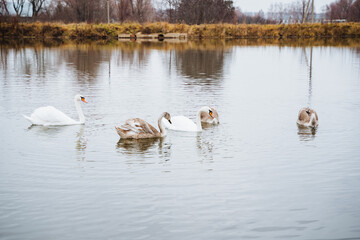 In a serene and picturesque aquatic environment, elegant swans glide gracefully across the calm surface of a tranquil lake, showcasing the remarkable tranquility of natures beauty