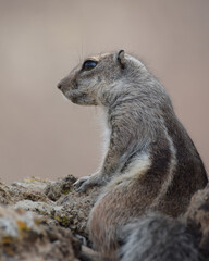 Ground squirrel (Marmotini) in Fuerteventura, Spain