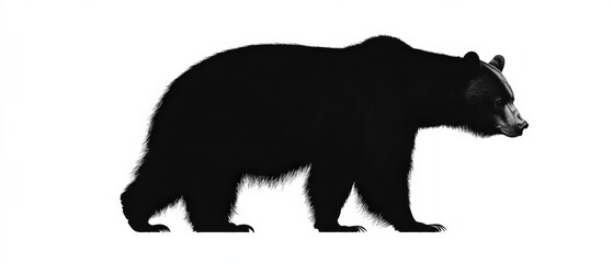 Fototapeta premium silhouette of a bear walking in profile