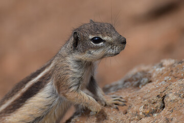 Fototapeta premium Ground squirrel (Marmotini) in Fuerteventura, Spain