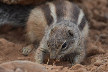 Fototapeta premium Ground squirrel (Marmotini) in Fuerteventura, Spain