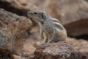 Ground squirrel (Marmotini) in Fuerteventura, Spain