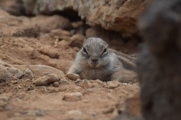 Ground squirrel (Marmotini) in Fuerteventura, Spain