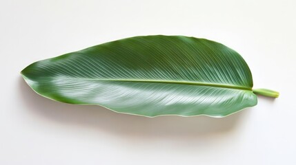 Fototapeta premium Elegant green coconut palm tree leaf isolated on a clean white background showcasing its natural beauty and texture for design purposes.