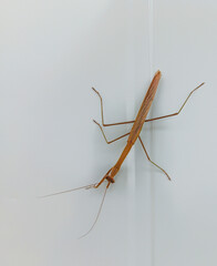 The Asian jumping mantis (Statilia maculata) on the white wall.