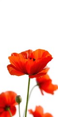 Naklejka premium Vibrant red poppy flower shining against a pure white background, petal