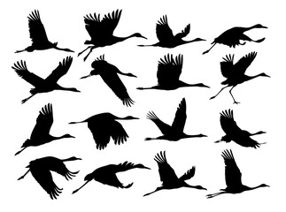 A set of silhouettes of the flying cranes.
